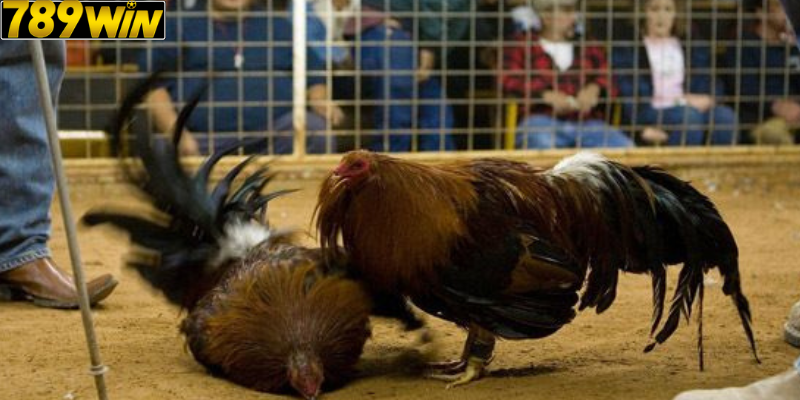 Vì Sao Đá Gà Philippines Được Người Chơi Ưa Chuộng?