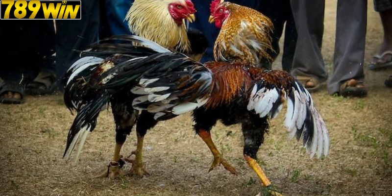 Sức Mạnh Vượt Trội Của Gà Mỹ Đá Khi Thi Đấu – Góc Nhìn Từ Chuyên Gia 789win