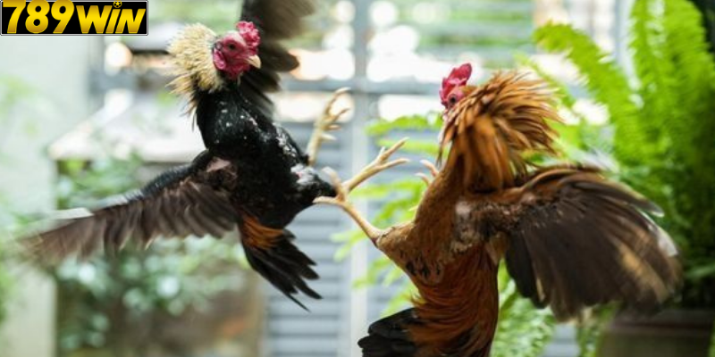 Những Dòng Gà Mỹ Đá Mạnh Nhất – Thông Tin Hữu Ích Cho Người Chơi 789win