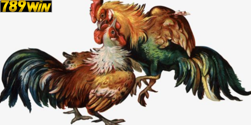 Ưu điểm vượt trội khi chơi Đá Gà 789win